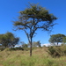 Acacia gerrardii