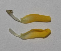 Aspalathus perforata