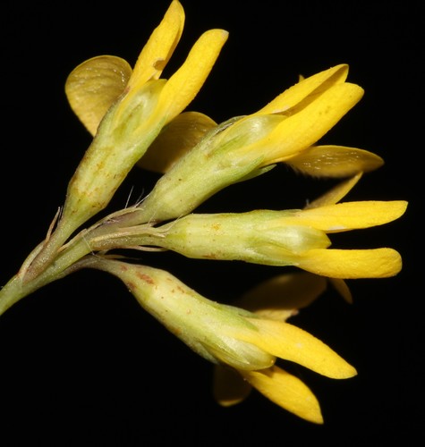 Image of Aspalathus perforata by (c) Brian du Preez, some rights reserved (CC BY-SA)