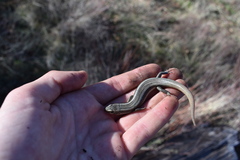 Plestiodon skiltonianus interparietalis