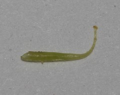 Aspalathus perforata