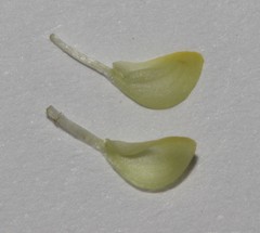 Aspalathus perforata