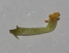 Aspalathus perforata