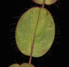 Aspalathus perforata