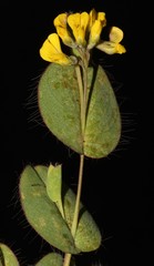 Aspalathus perforata