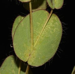 Aspalathus perforata