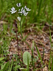 Allium subhirsutum, photograph (c) fmunoz, some rights reserved (CC BY)