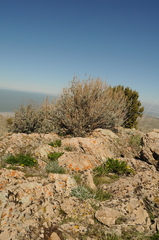 Lomatium grayi