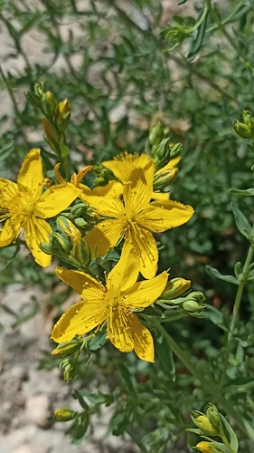 Common St. John's Wort