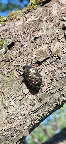 Marbled Rose-chafer
