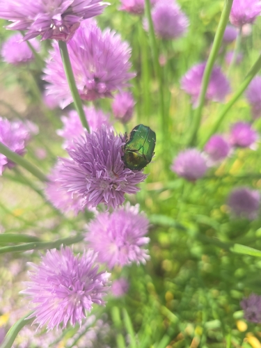 European Rose Chafer
