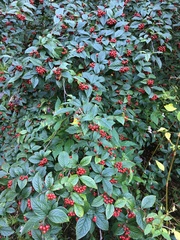 Cotoneaster rehderi