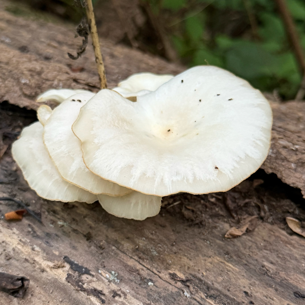 pale oyster · June 2026 · photo: Photo: (c) Dan Vickers, some rights reserved (CC BY) · iNaturalist