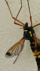 Ctenophora