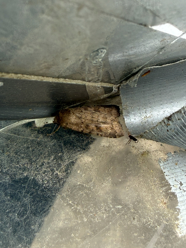 Mottled Rustic