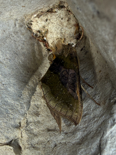 Burnished Brass