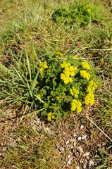 Lomatium grayi