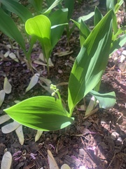 Convallaria