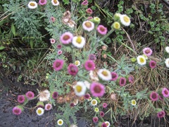 Erigeron apiculatus