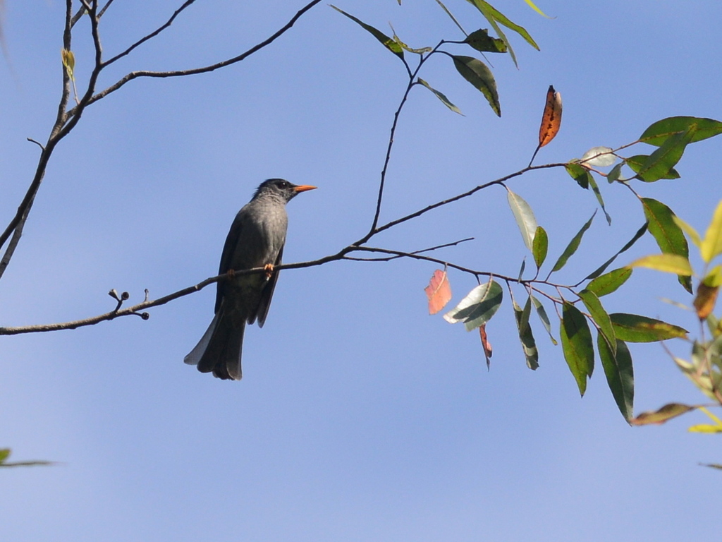 Moheli Bulbul (Hypsipetes moheliensis) photo