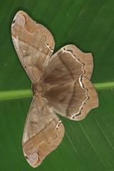 Image of Arsenura archianassa