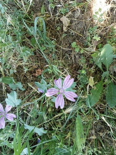 Common Mallow