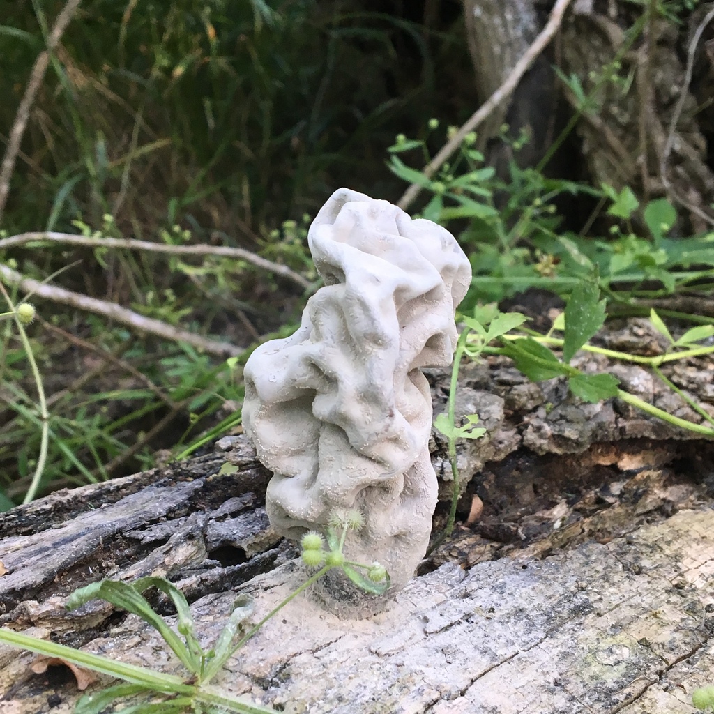 Xylaria poitei