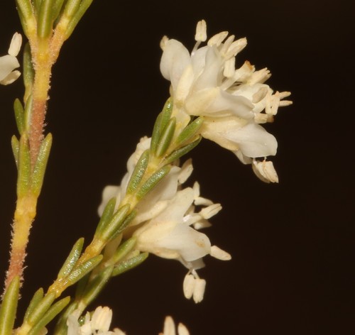 Image of Erica leucanthera by (c) Brian du Preez, some rights reserved (CC BY-SA)