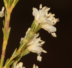 Erica leucanthera