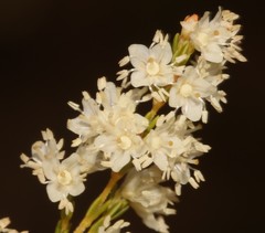 Erica leucanthera