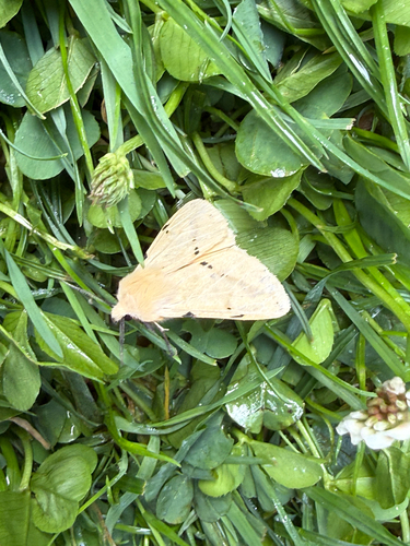 Buff Ermine