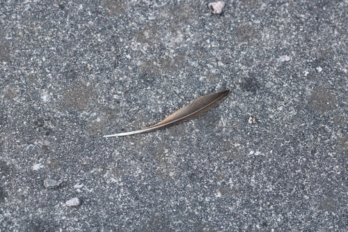 Plume de Grive musicienne