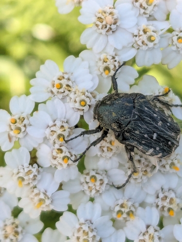 Mediterranean Spotted Chafer