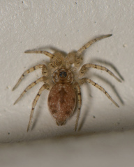 Oecobiidae