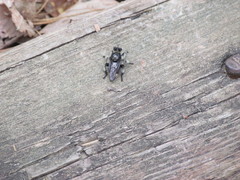 Laphria cinerea