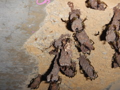 Parischnogaster alternata