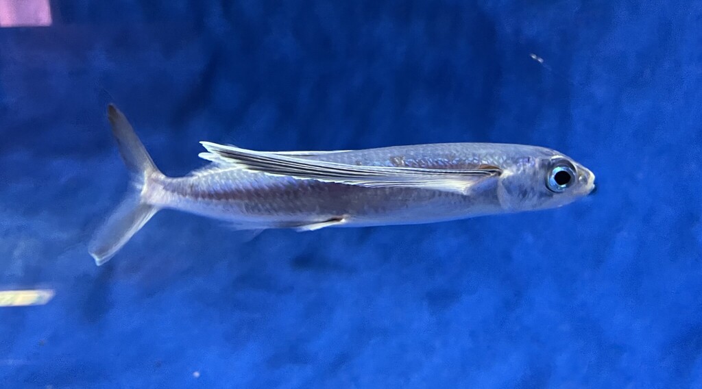 Bony Flyingfish