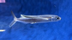 Bony Flyingfish photo 1