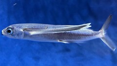 Bony Flyingfish photo 4