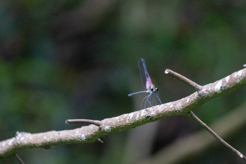 Archineura incarnata
