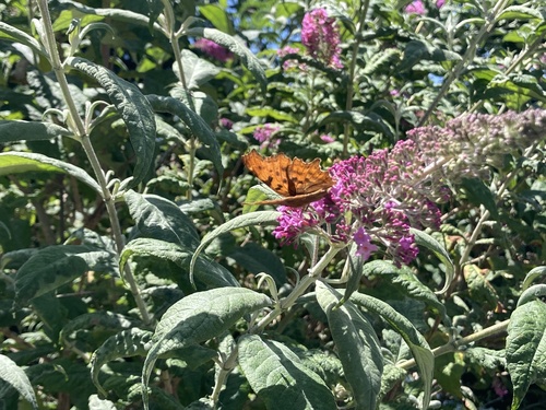 European Comma