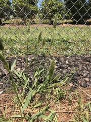 Phalaris caroliniana