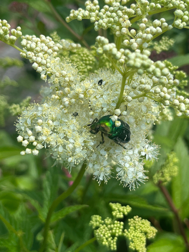 European Rose Chafer