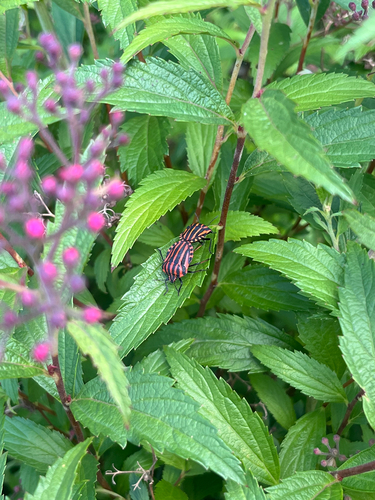 Continental Striped Shield Bug