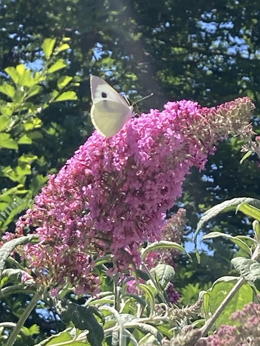 Large White