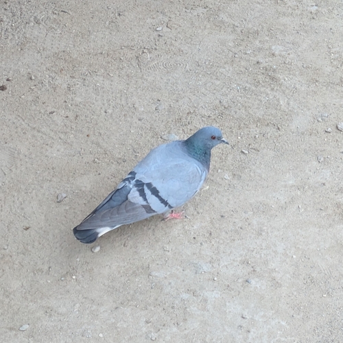 Hill Pigeon (Columba rupestris), photo 2