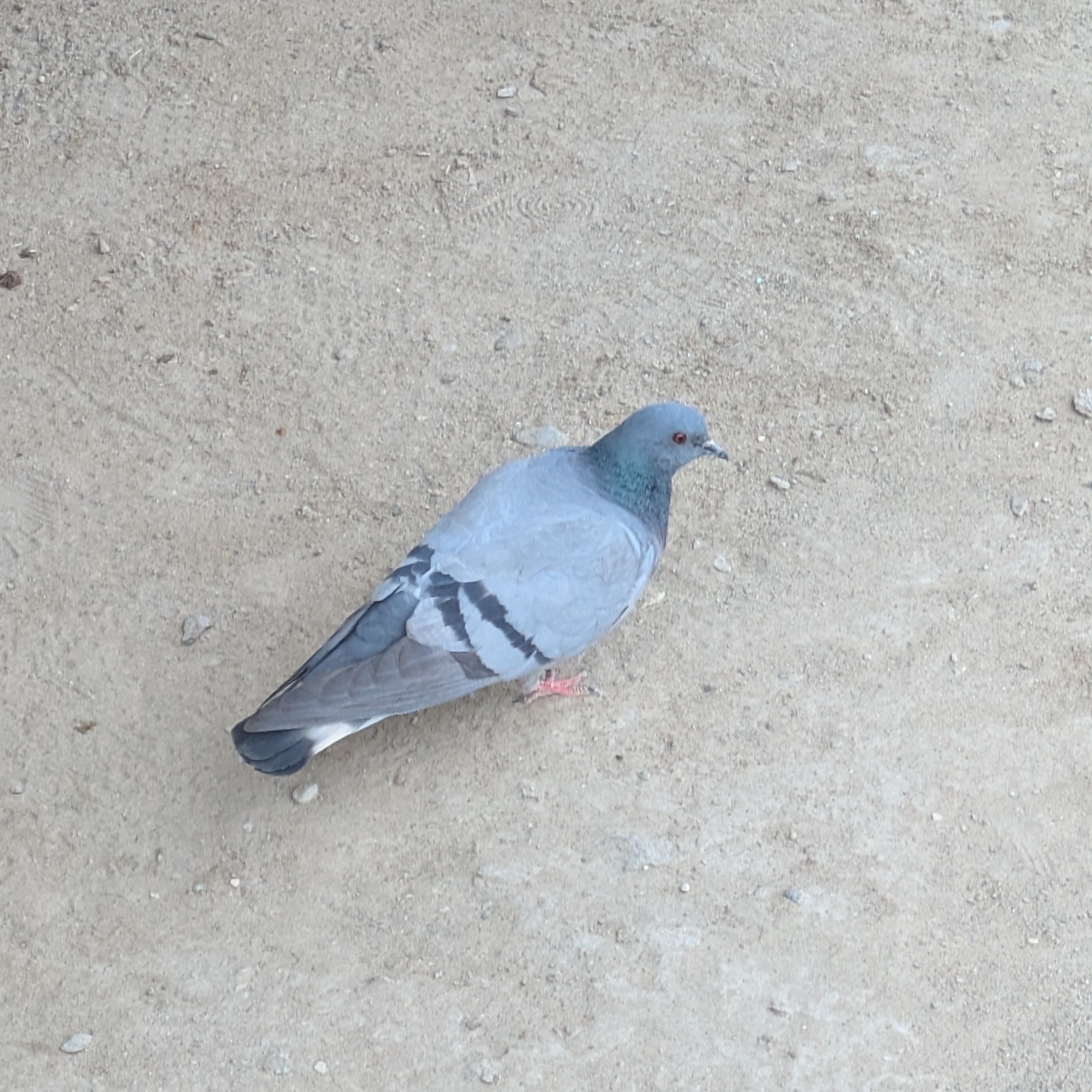 Hill Pigeon (Columba rupestris), photo 2