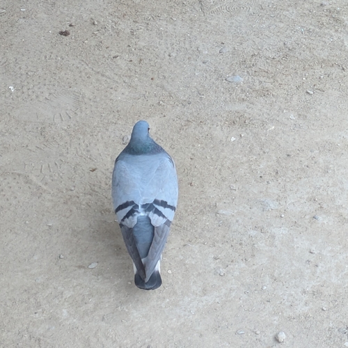 Hill Pigeon (Columba rupestris), photo 3