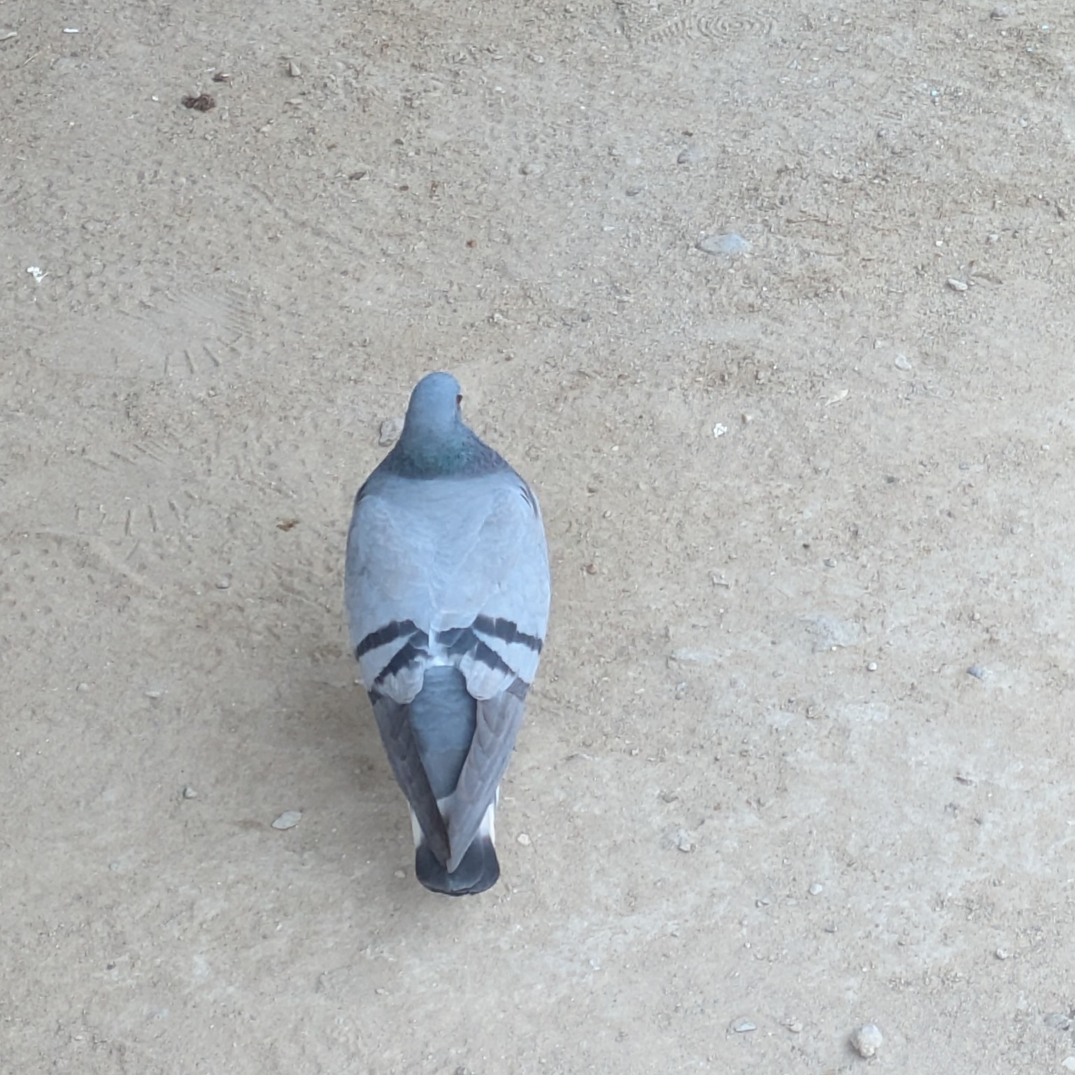 Hill Pigeon (Columba rupestris), photo 3