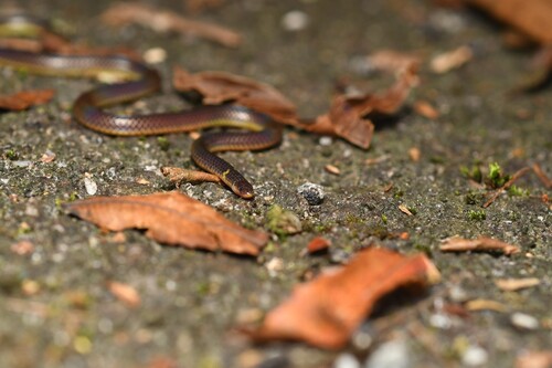 Lovi’s Reed Snake